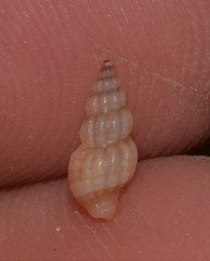 Guraleus