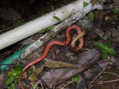 Gongylosoma baliodeira