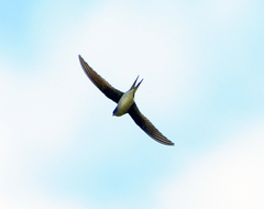 Hemiprocne longipennis