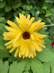 Calendula officinalis