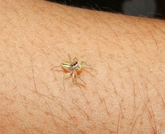 Phintelloides jesudasi