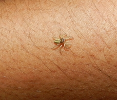 Phintelloides jesudasi