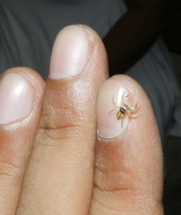 Phintelloides jesudasi