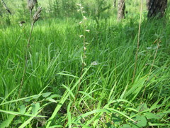 Artemisia integrifolia