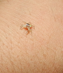 Phintelloides jesudasi