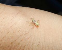 Phintelloides jesudasi