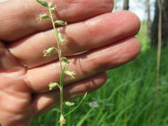 Artemisia integrifolia