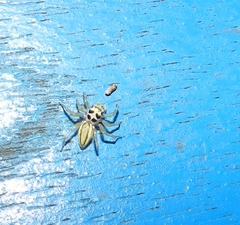 Phintelloides jesudasi