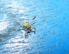 Phintelloides jesudasi