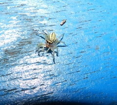 Phintelloides jesudasi