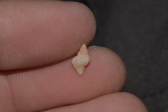 Chicoreus denudatus