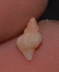 Chicoreus denudatus