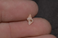 Chicoreus denudatus