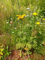 Tanacetum vulgare boreale