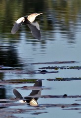 Ixobrychus minutus payesii