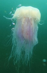 Cyanea nozakii
