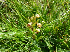 Chamorchis alpina