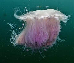 Cyanea nozakii