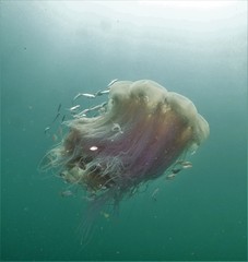 Cyanea nozakii