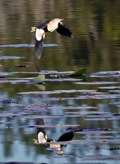 Ixobrychus minutus payesii