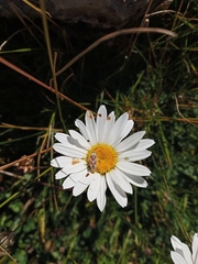Calocoris roseomaculatus