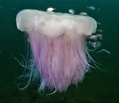 Cyanea nozakii