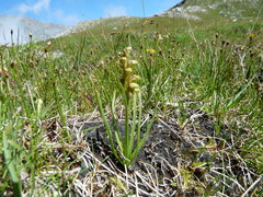 Chamorchis alpina