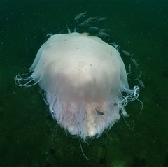 Cyanea nozakii