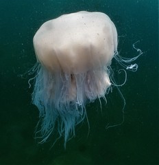 Cyanea nozakii