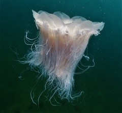 Cyanea nozakii