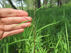 Artemisia integrifolia