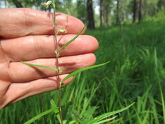 Artemisia integrifolia