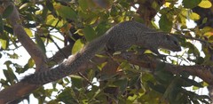 Heliosciurus gambianus