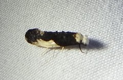 Monopis monachella