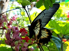 Papilio memnon