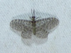 Dilaridae
