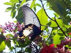 Papilio memnon