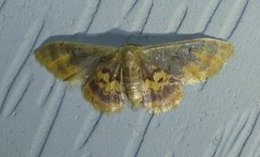 Idaea scintillularia