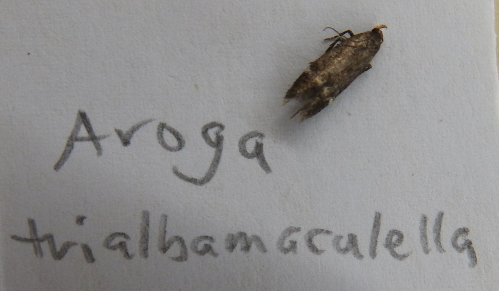 Red-striped Fireworm Moth