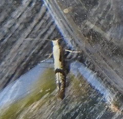 Argyresthia conjugella