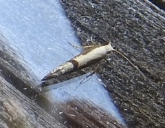 Argyresthia conjugella