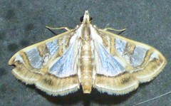 Glyphodes pyloalis