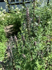 Leonurus quinquelobatus