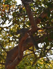 Heliosciurus gambianus