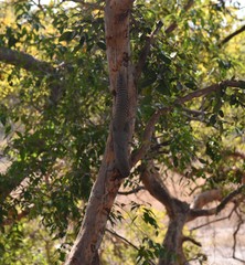 Heliosciurus gambianus