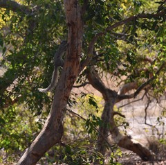 Heliosciurus gambianus