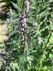 Leonurus quinquelobatus