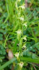 Platanthera devolii