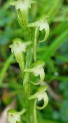 Platanthera devolii