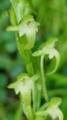 Platanthera devolii